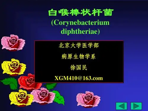 白喉棒状杆菌(Corynebacterium diphtheriae)