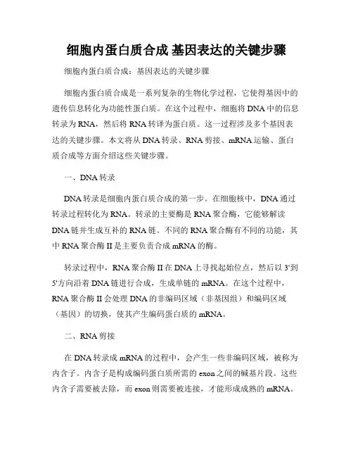 细胞内蛋白质合成 基因表达的关键步骤