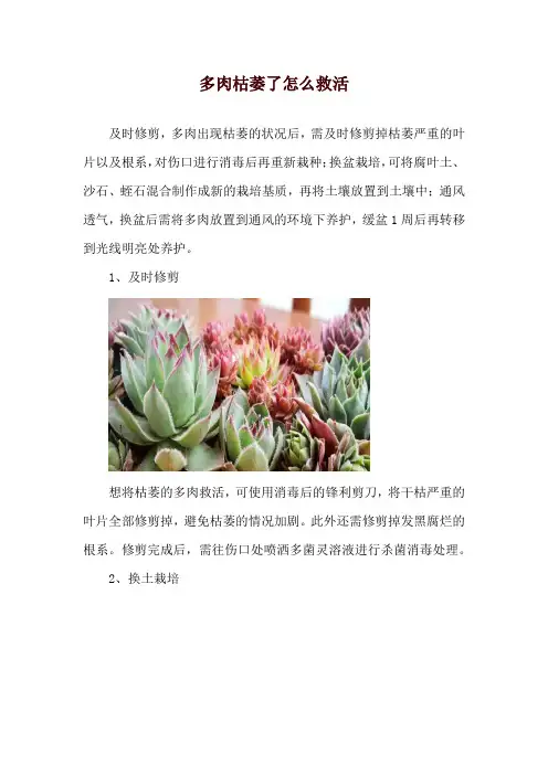 多肉枯萎了怎么救活