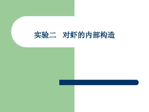 对虾的内部