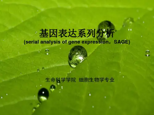 基因表达系列分析SAGE技术PPT