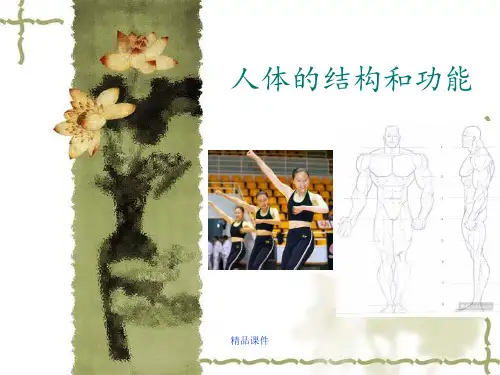 人体结构与生理功能