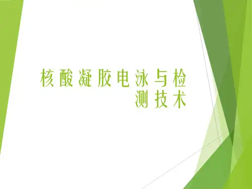 核酸凝胶电泳与检测技术