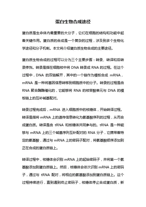 蛋白生物合成途径