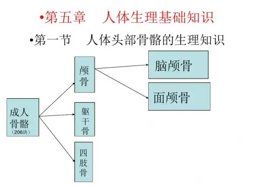 人体头部骨骼的生理知识 PPT课件