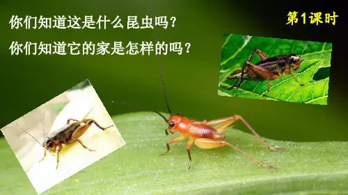 新部编版四年级语文上册《蟋蟀的住宅》课件ppt