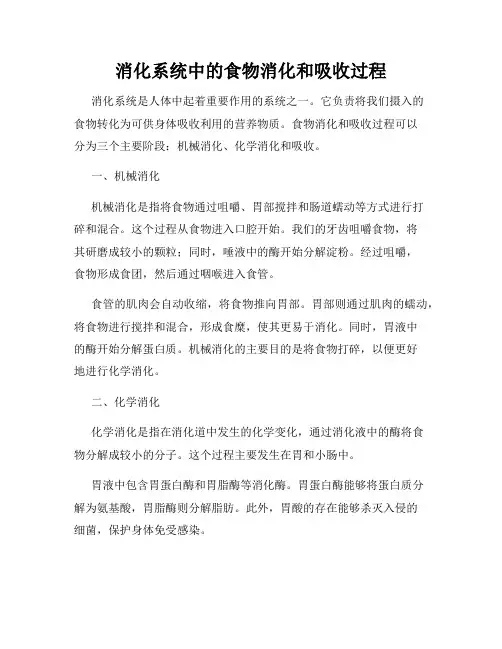 消化系统中的食物消化和吸收过程