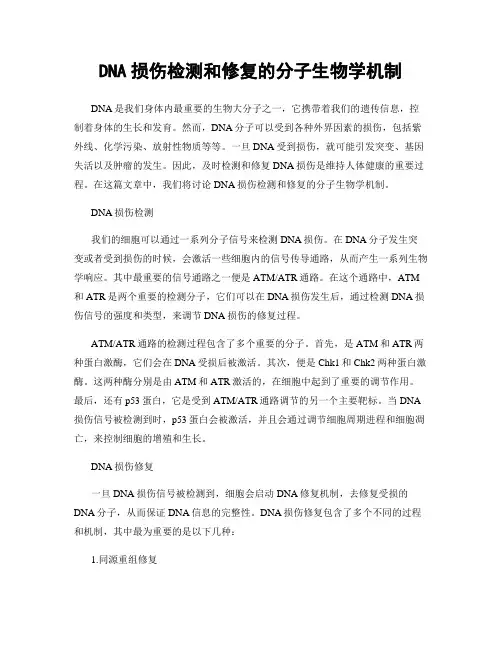 DNA损伤检测和修复的分子生物学机制