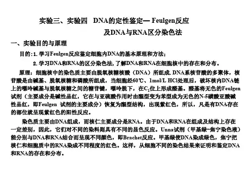 试验四脱氧核糖核酸的鉴定