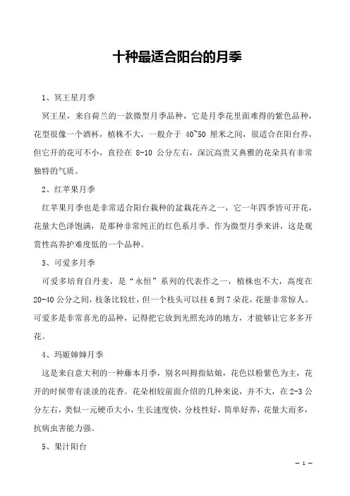 十种最适合阳台的月季