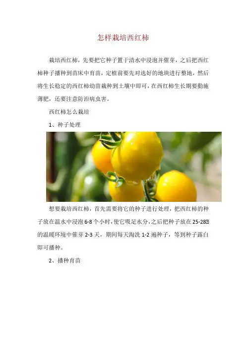 怎样栽培西红柿