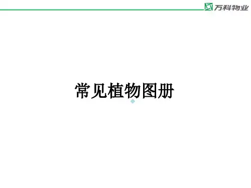 万科物业常见植物图册1