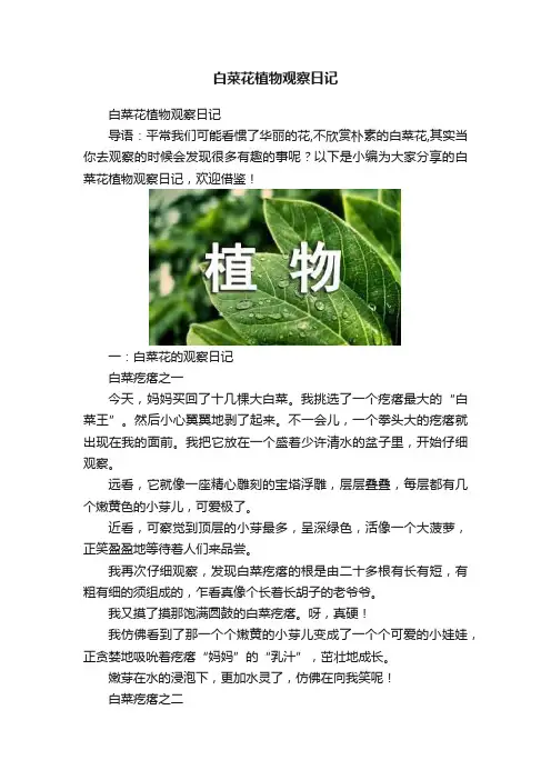 白菜花植物观察日记