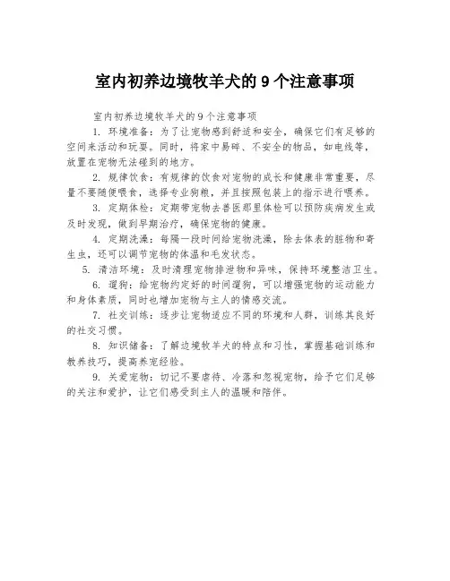 室内初养边境牧羊犬的9个注意事项