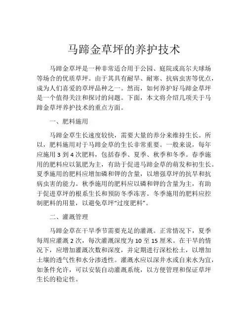 马蹄金草坪的养护技术