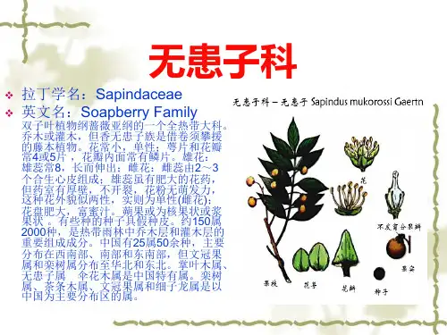 无患子科