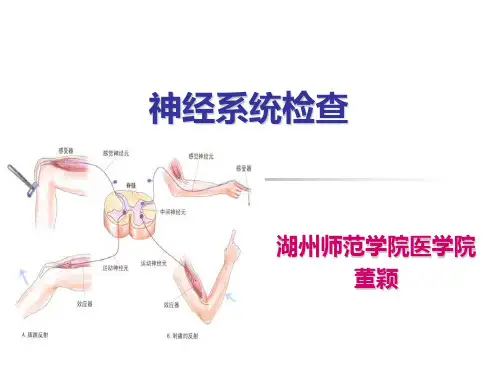 健康评估-神经反射检查课件