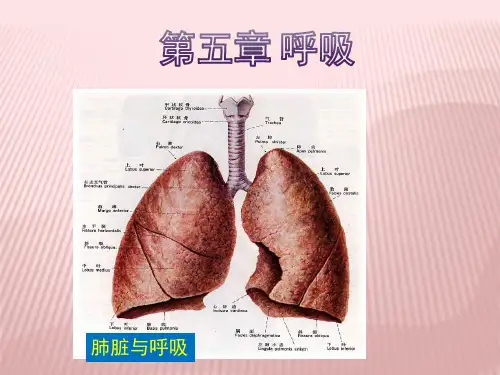 动物生理学第五章呼吸