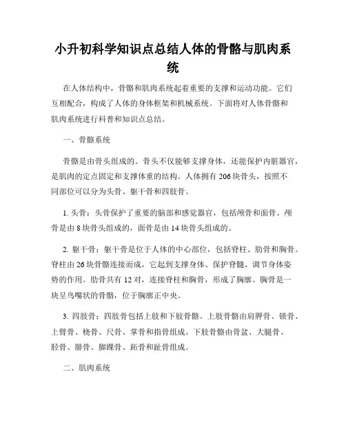 小升初科学知识点总结人体的骨骼与肌肉系统
