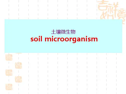 土壤微生物ppt