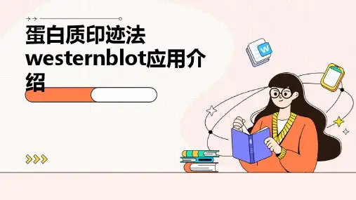 蛋白质印迹法westernblot应用介绍