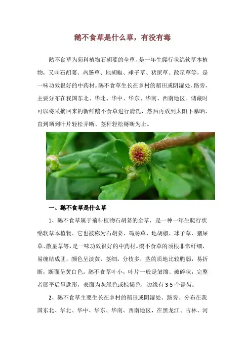 鹅不食草是什么草,有没有毒