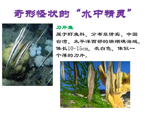 海水观赏鱼