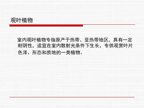 常见室内植物盆栽租摆介绍