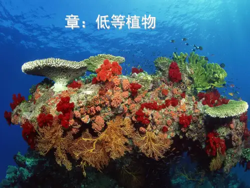 药用植物学低等植物