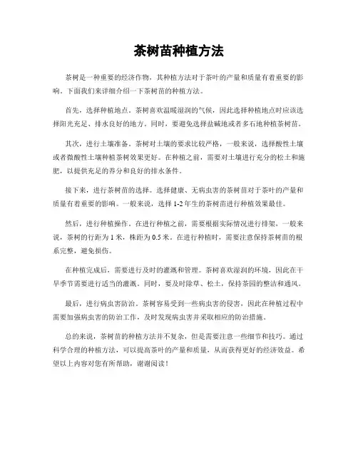 茶树苗种植方法
