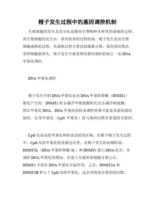 精子发生过程中的基因调控机制