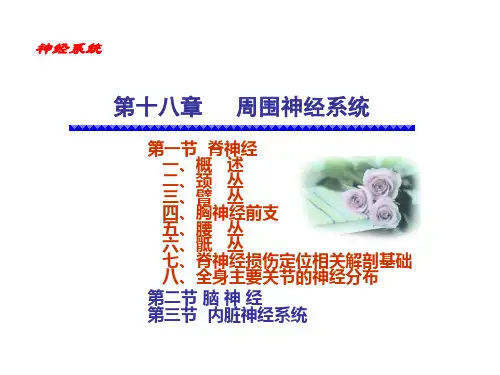 人体解剖学课件：脊神经
