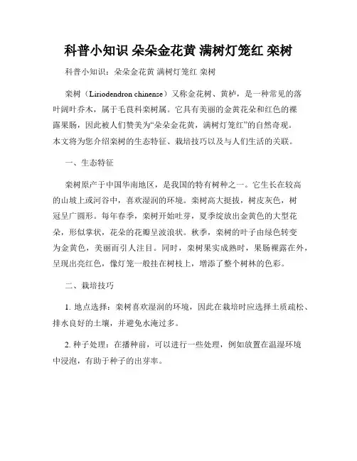 科普小知识 朵朵金花黄 满树灯笼红 栾树