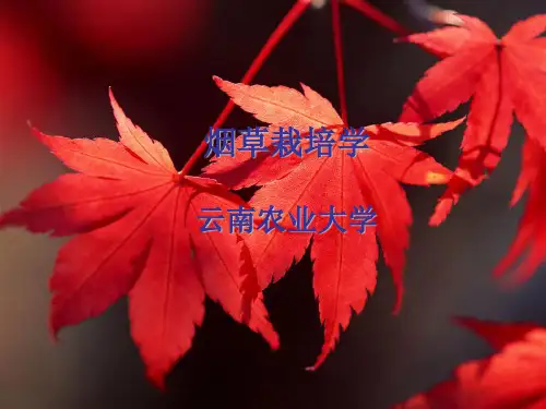 考研复习专用资料-烟草栽培学课件
