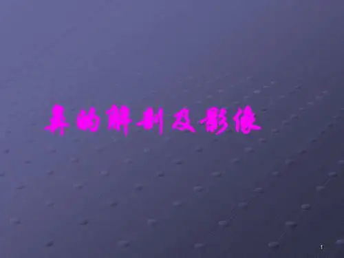 鼻的解剖断层PPT课件