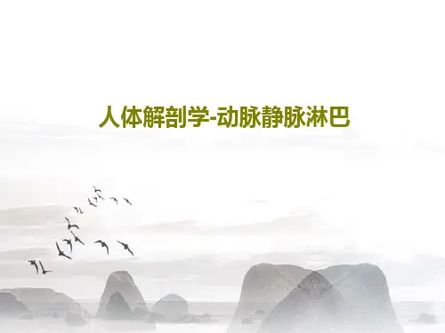 人体解剖学-动脉静脉淋巴共49页文档