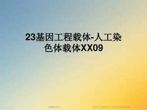 基因工程载体人工染色体载体XX09