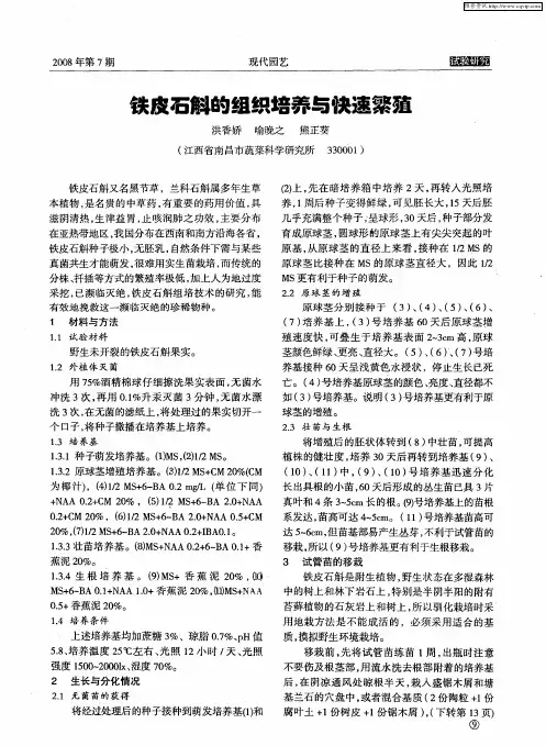 铁皮石斛的组织培养与快速繁殖