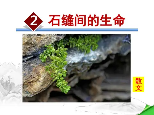 石缝间的生命PPT课件9下语文版精品