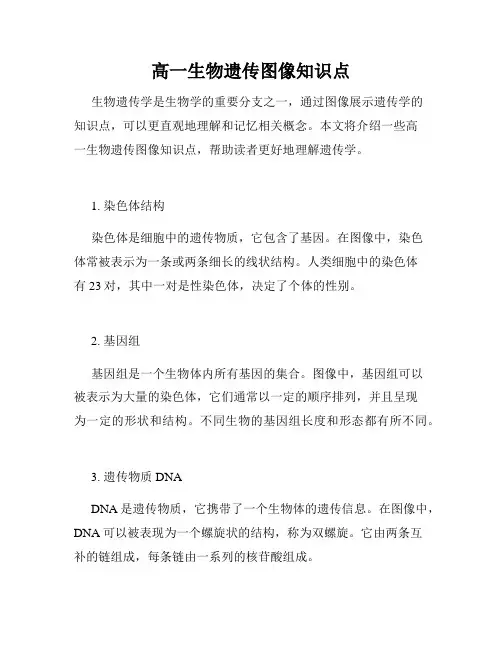 高一生物遗传图像知识点