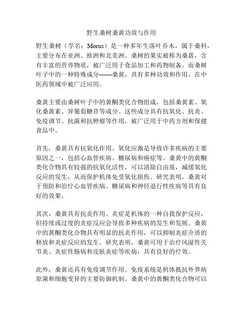 野生桑树桑黄功效与作用
