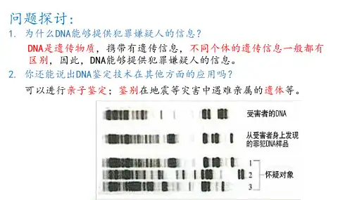 DNA的结构ppt课件