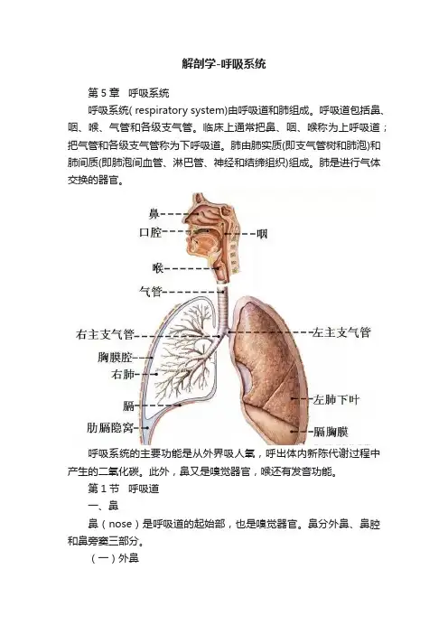 解剖学-呼吸系统