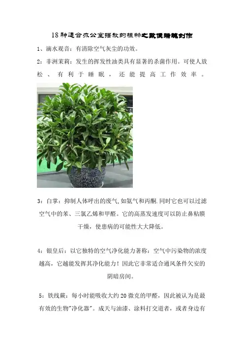18种适合办公室摆放的植物