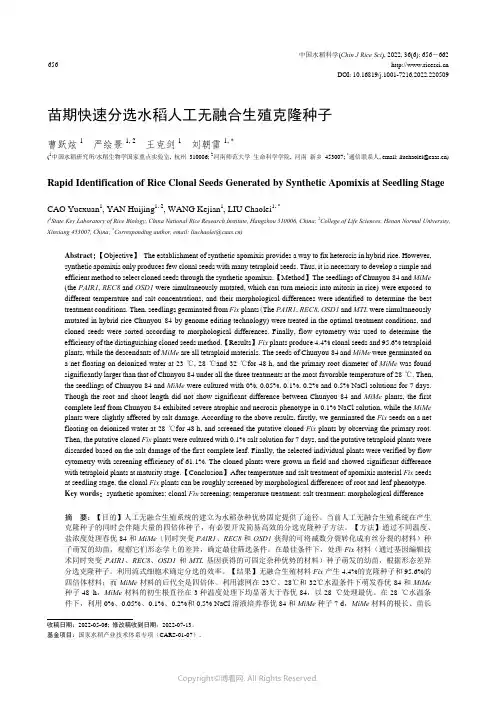 苗期快速分选水稻人工无融合生殖克隆种子