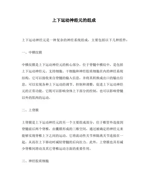 上下运动神经元的组成