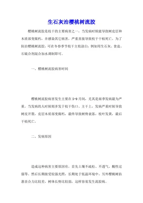 生石灰治樱桃树流胶