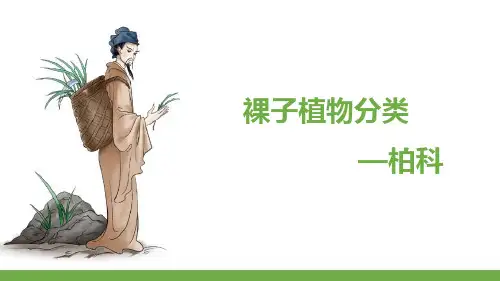 裸子植物门—裸子植物分类(药用植物识别)