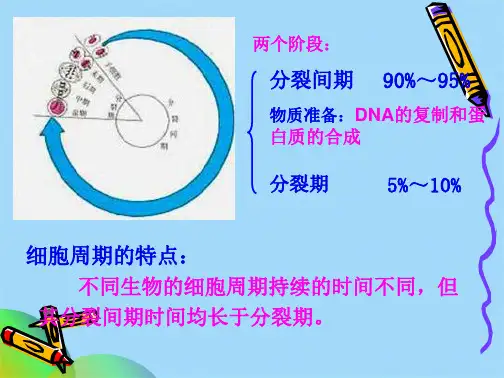 有丝分裂与减数分裂练习docppt(共36张PPT)