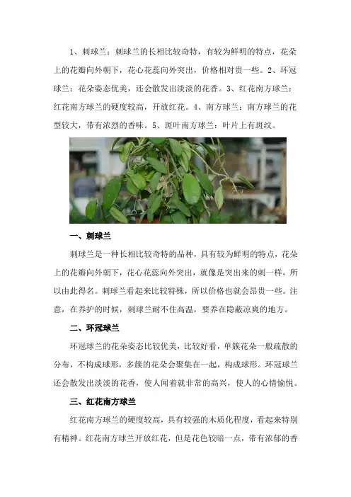 球兰的名贵品种